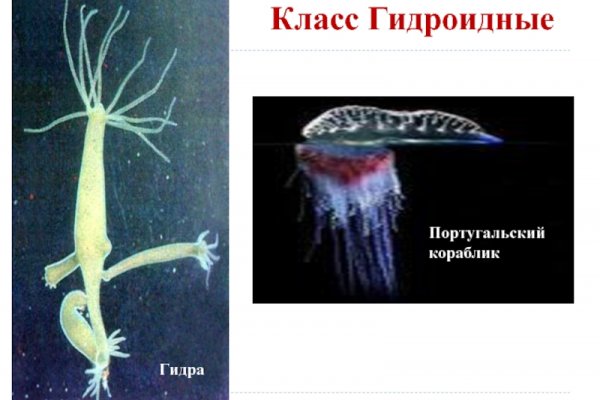 Кракен zerkalo pw