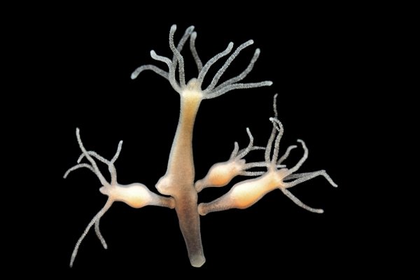 Kraken kraken link24 info