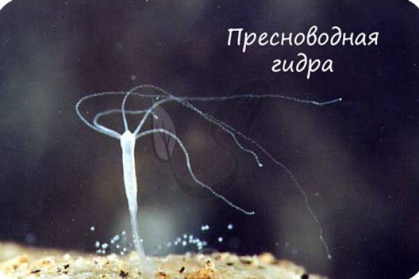 Как зайти в кракен через айфон